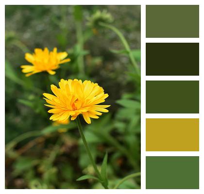 Marigold Yellow Flowers Garden Image